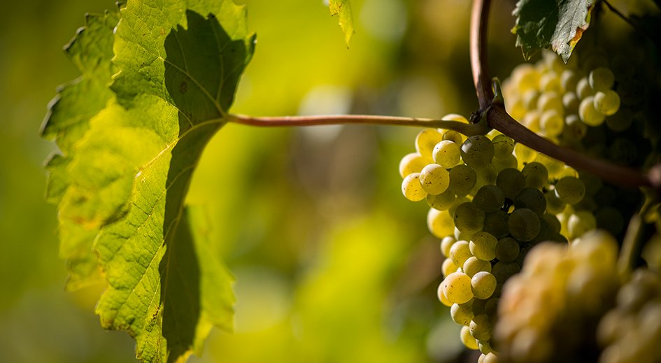 Rebsorte Petite Arvine aus dem Wallis