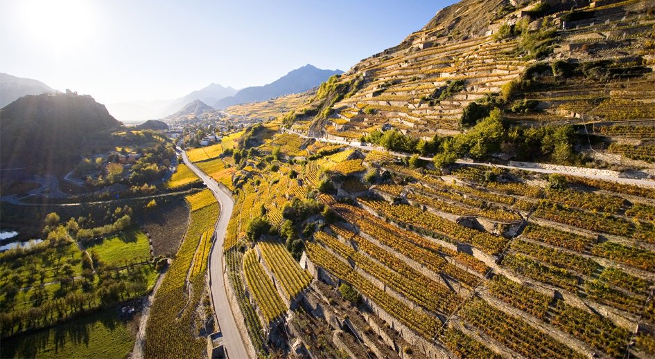 Liste der in der Schweiz am weitesten verbreiteten Rebsorten