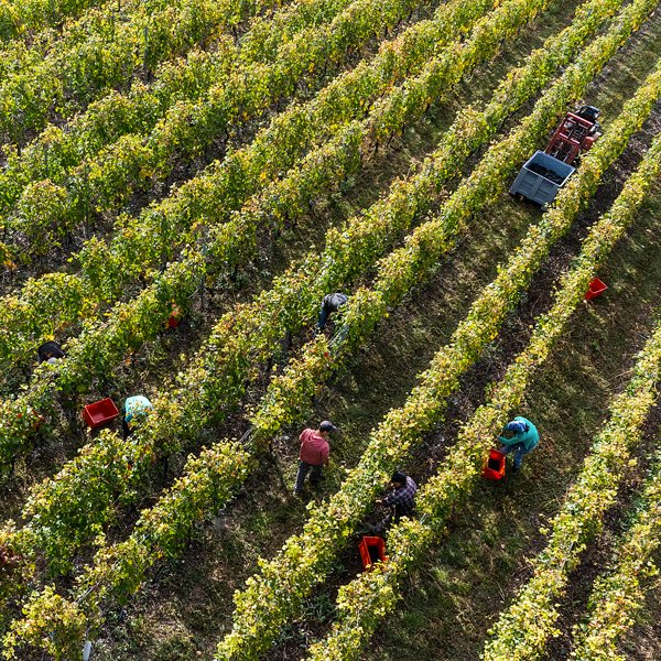 Welche Rebsorten sind in der Schweiz am weitesten verbreitet?