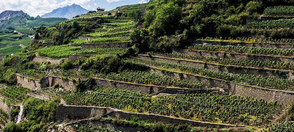 Fendant vineyards in Valais
